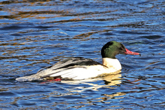 Mergus merganser