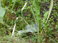 Magnoliopsida