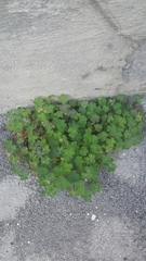 Oxalis corniculata