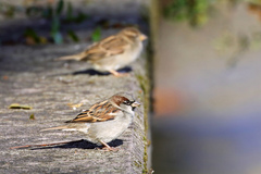 Passer domesticus