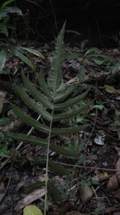 Goniopteris leptocladia