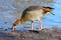 Alopochen aegyptiaca