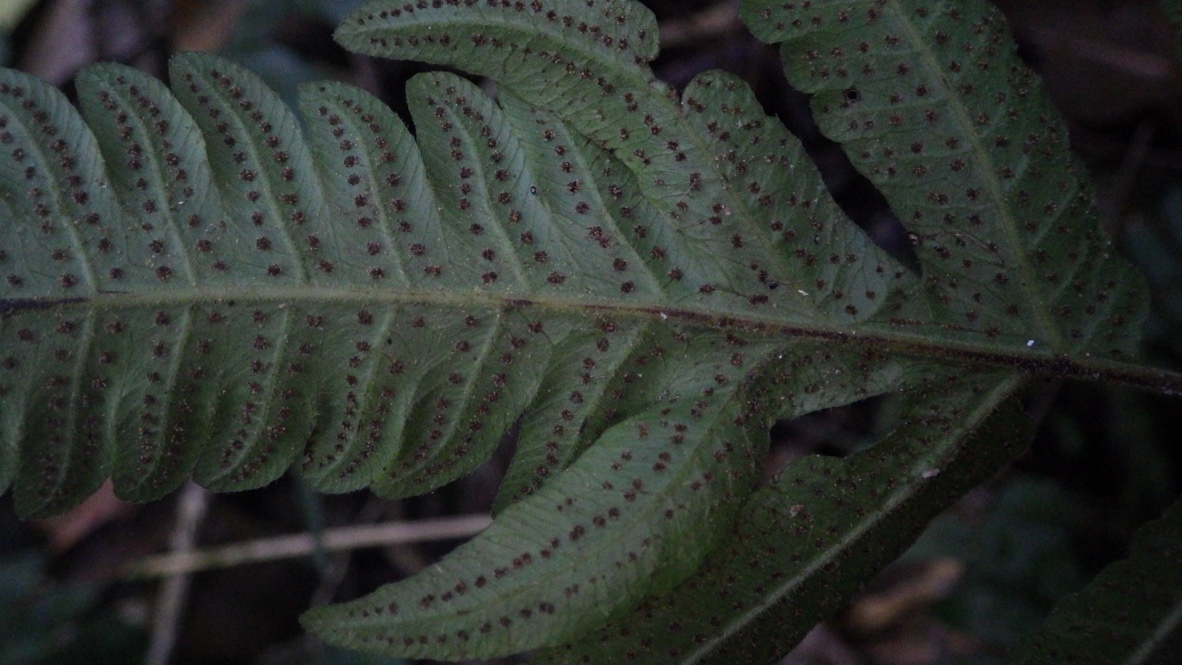 Goniopteris leptocladia