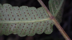 Goniopteris leptocladia