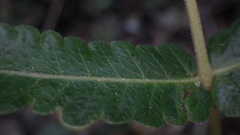 Goniopteris leptocladia