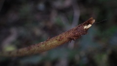 Goniopteris leptocladia