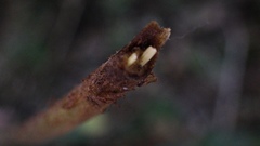 Goniopteris leptocladia