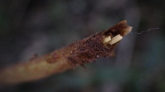 Goniopteris leptocladia