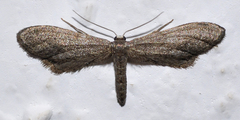 Idaea carvalhoi