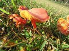 Hygrocybe conicoides