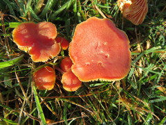 Hygrocybe conicoides