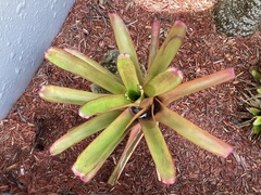 Neoregelia