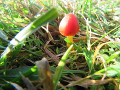 Hygrocybe conicoides