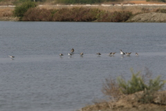 Limnodromus semipalmatus