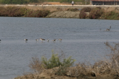 Limnodromus semipalmatus