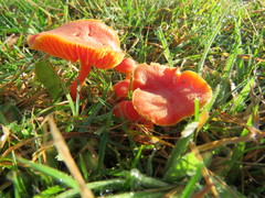 Hygrocybe conicoides