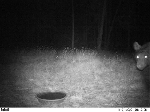 American Black Bear photographed in New Mexico