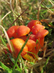 Hygrocybe conicoides