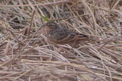 Mirafra assamica