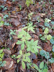 Chaerophyllum aromaticum