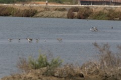 Limnodromus semipalmatus