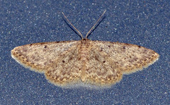 Idaea urcitana