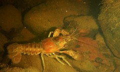 Faxonius rusticus × propinquus