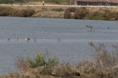 Limnodromus semipalmatus