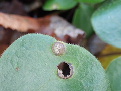 Puccinia asarina