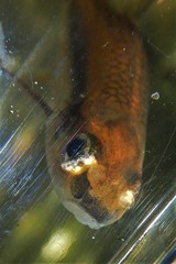 Notropis heterolepis