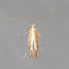 Cameraria quercivorella