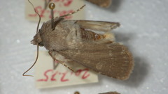 Euxoa birivia
