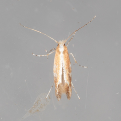 Cameraria quercivorella