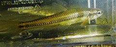 Notropis heterolepis