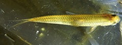 Notropis heterolepis