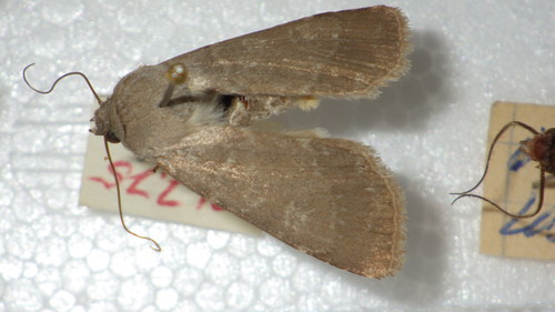 Agrotide glauque (La)