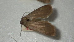 Euxoa birivia