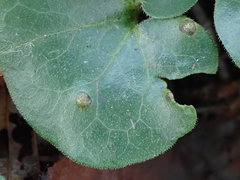 Puccinia asarina
