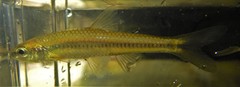 Notropis heterolepis