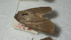 Euxoa birivia