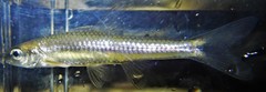 Notropis heterolepis
