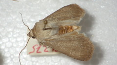 Euxoa birivia