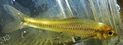 Notropis heterolepis