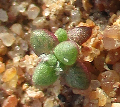 Portulaca hereroensis image