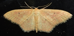 Idaea consanguiberica