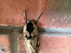 Lophostethus dumolinii