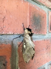 Lophostethus dumolinii