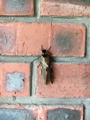 Lophostethus dumolinii