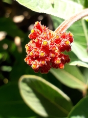 Palicourea officinalis