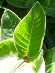 Palicourea officinalis